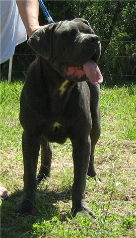 Ella du domaine de la cote d'argent